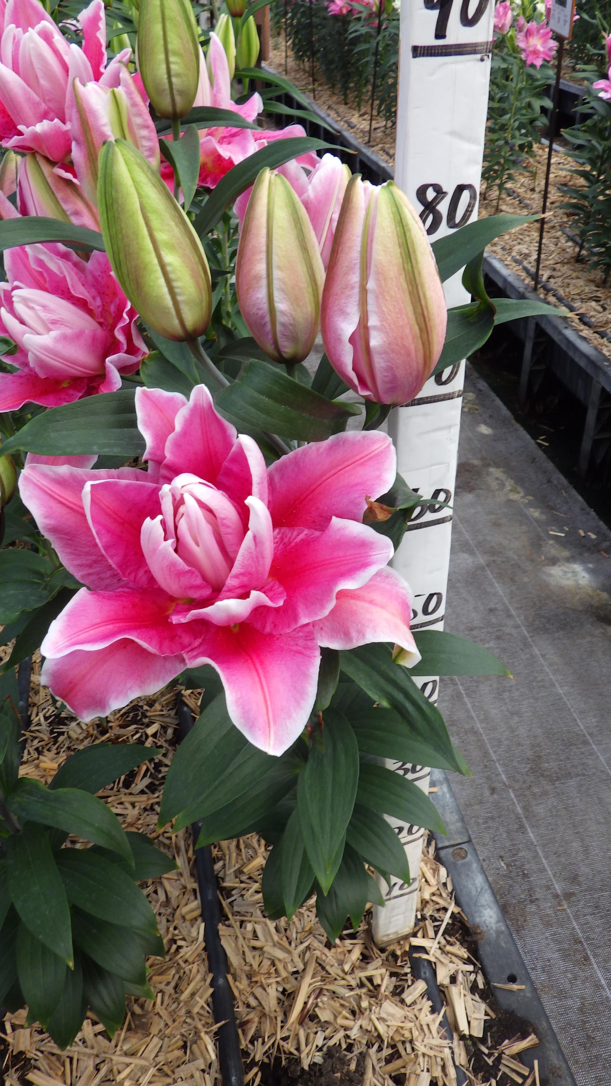 RL ビアンカ(八重)